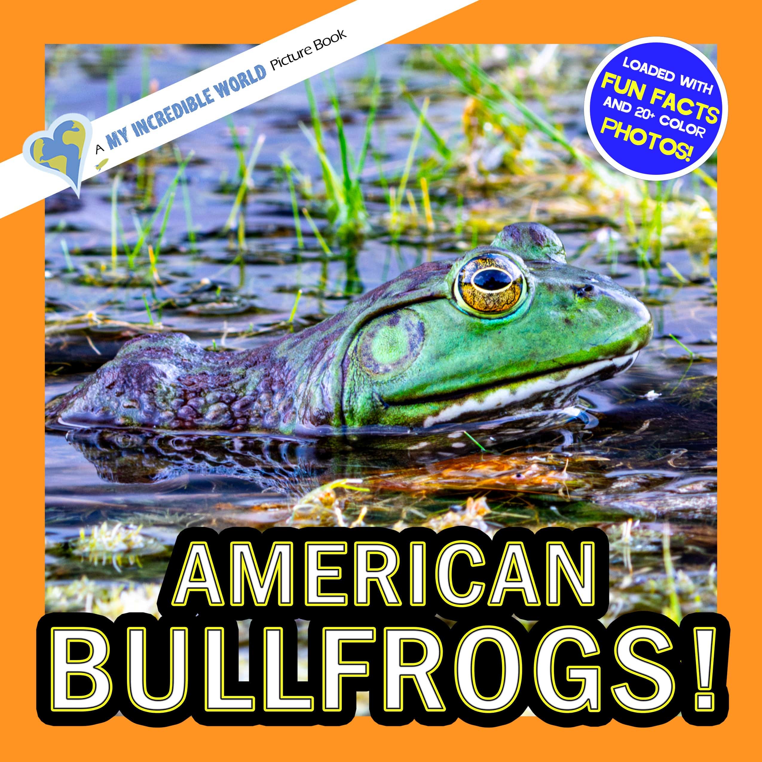 American Bullfrogs! A My Incredible World Picture Book for Children